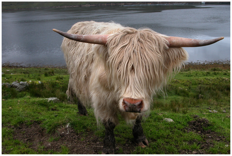 Las vacas de las Highlands, un animal peculiar